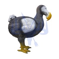Eleven Dodo groß