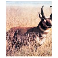 Tierscheibenauflage Antilope