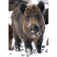 Tierscheibenauflage Maximal Wildschwein im Schnee